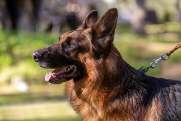 Portrait of a german shepherd dog