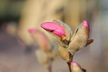 Blooming branch of pink magnolia tree. Springtime.