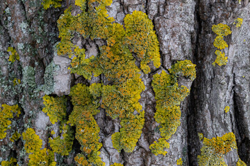 A yellow-green lichen has grown on the bark of the tree. Composite organism living on the bark of trees