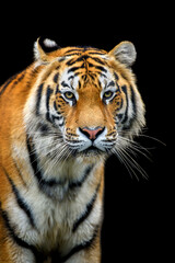 Close up Siberian or Amur tiger on black background