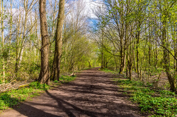 A view of a tree lined track beside a lake in Thrapston, Northamptonshire in springtime