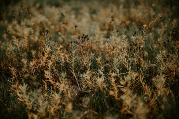 dense field of beautiful dry grass and flowers in an autumn yellow and brown field