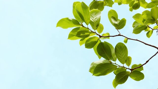 Closeup of green tree branches on blue sky background, copy space
