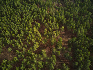 drone aerial photo of flight above the forest trees