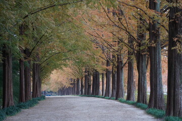 Metasequoia Road, a good morning for a walk