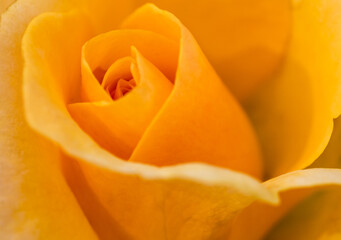 Close up shot of yellow rose with blur edges