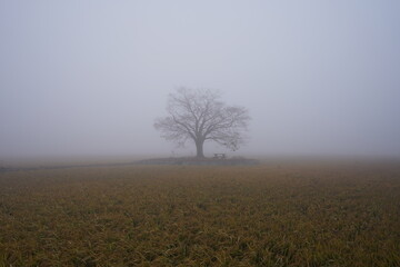 Fototapeta na wymiar A lonely tree in the misty dawn