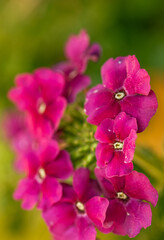 close up shot of garden verbena smooth blur background