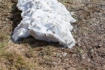 Dry grass and snow in spring.