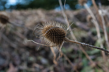 Close-up of the dry prickly fruit of the Teasel wildflower in the natural environment on a sunny...