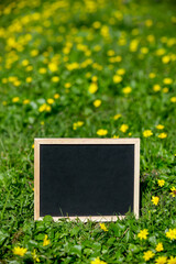 Little blackboard on meadow with yellow flowers in spring