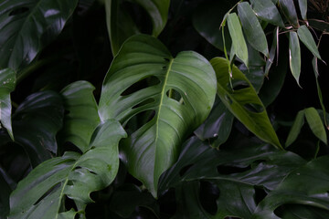 Feuille au sentier du Rorota en Guyane