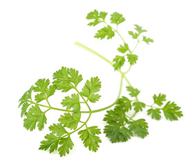 Fresh Chervil sprig