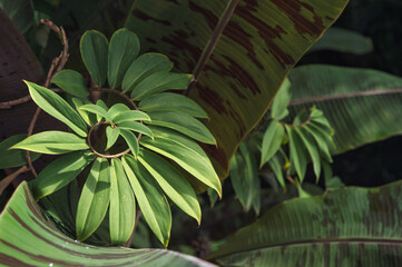 Green leaves of tropical plants. Floral background