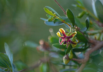 Flower of Argan tree