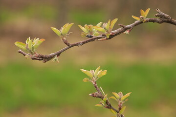 A twig of a fruit tree in the spring. The beginning of the blossom up close and blurred background.