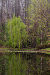 Fototapeta premium Vertical Photo of a Weeping Willow