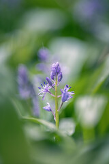 purple flowers under the rain