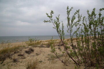 Fototapeta na wymiar sand dunes and grass on the beach