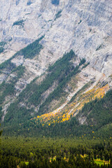 Fototapeta premium Lush green mountain wilderness with boreal conifer forest in foreground and colourful autumn trees on sides of mountains in Banff Alberta