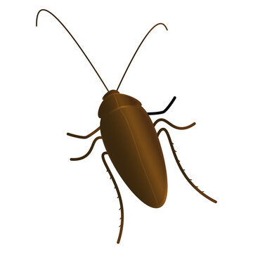 CUCARACHA