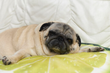 Cute pug sleeping on the lime shaped pillow during the day.
