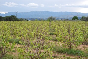 Persimmon Trees and Mountain Landscape