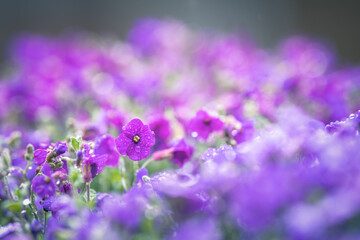 Fototapeta na wymiar purple flowers under the rain