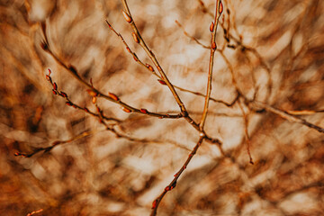 red spring branch of a tree with buds