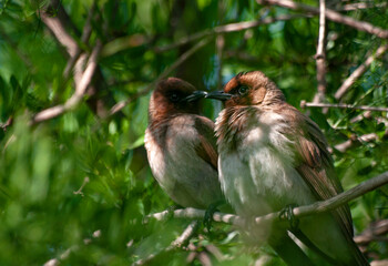 the garden bulbul on the branches of an argan tree