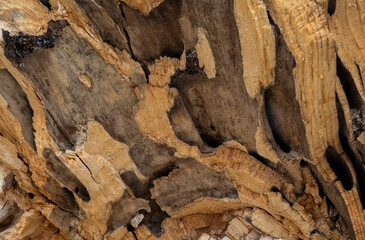 Marco view of the wood in a broken decaying tree with the insect holes creating interesting patterns.
