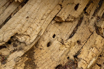 Marco view of the wood in a broken decaying tree with the insect holes creating interesting patterns.
