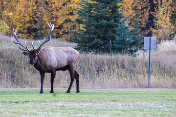 Bull elk with large antlers standing in field