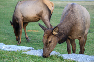 Elk eating grass