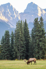 Bull elk with large antlers walking in field eating grass surrounded by mountains