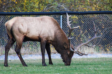 Bull elk eating grass
