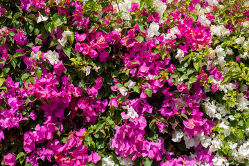 Wall of blooming pink bougainvillea. Bougainvillea flower fence. Flower pattern