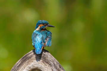 Common European Kingfisher (Alcedo atthis) sitting on a branch above a pool in the forest in the Netherlands with a green background