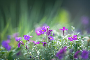 Fototapeta premium purple flowers under the rain