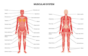 Human muscular system