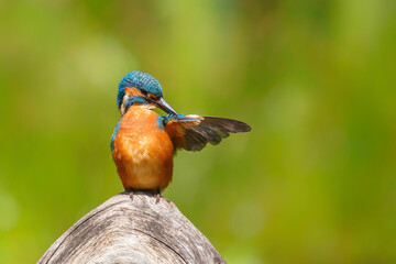 Common European Kingfisher (Alcedo atthis) sitting on a branch above a pool in the forest in the Netherlands with a green background