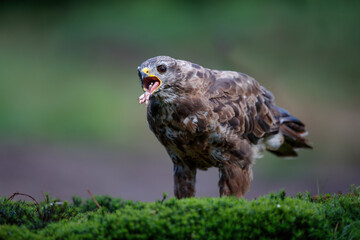 Common buzzard, buteo buteo, eating a leg from a dove in the forest in the Netherlands