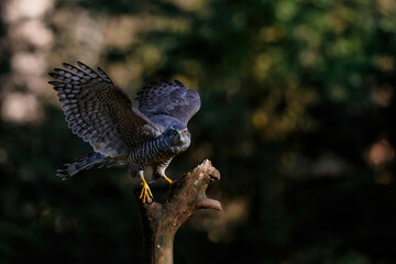 Northern goshawk (accipiter gentilis) sitting in the forest of Noord Brabant in the Netherlands