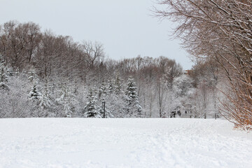 Winter snow landscape in Cedarvale Park