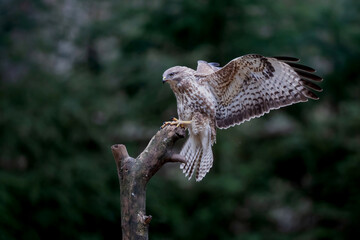 Common Buzzard (Buteo buteo) landing after a flight in the forest of Noord Brabant in the...