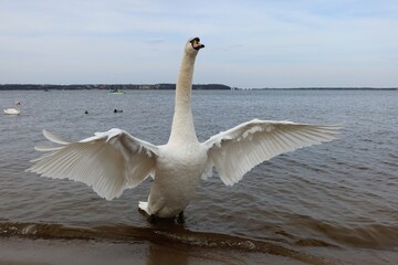 The whooper swan (Cygnus cygnus) also known as the common swan or the mute swan (Cygnus olor). Beautiful white swan with wide open wings © PaulSat