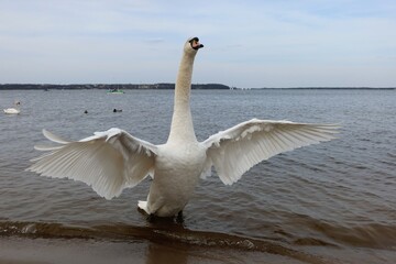 The whooper swan (Cygnus cygnus) also known as the common swan or the mute swan (Cygnus olor)....