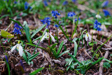 Primroses in the spring forest