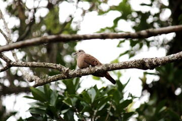 ave  rolinha roxa - columbina talpacoti 