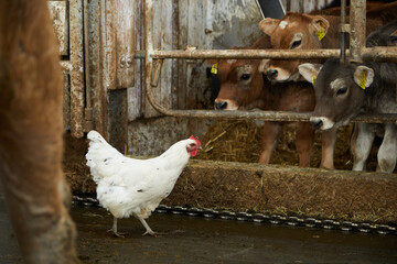 White hen lost in the cowshed. She has arrived in front of the calves, which look at her curiously. When the calves are fully grown, they chase after the hen. 